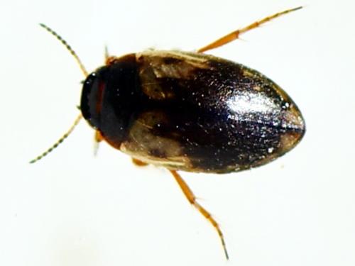 Hydroporus tessellatus